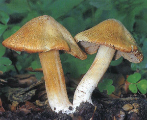 В Донецкой области грибами отравились шесть человек  