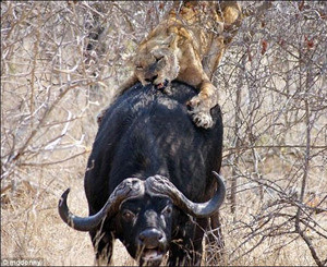 Львица и буйвол устроили битву прямо на автомобильной трассе 