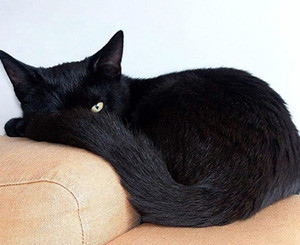 Черный кот перепугал жителей Люксембурга – они приняли его за пантеру  