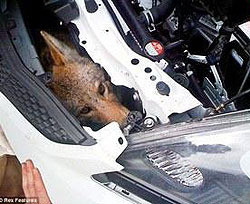 Сбитый койот прокатился 1000 километров под машиной и выжил 