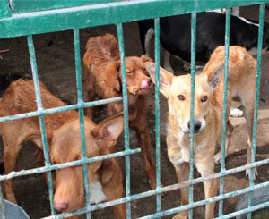 В Бородянском приюте для собак снова массово уничтожают животных? 