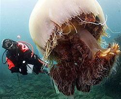 Японский траулер потопили гигантские медузы 