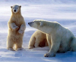 Подросток просидел сутки на льдине с белыми медведями 