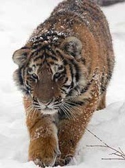 Россия по ошибке подарила Южной Корее редких тигров 