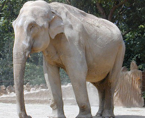 Стадо диких слонов растоптало индийскую деревню  
