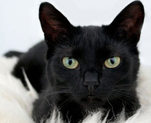 Сегодня в мире отмечают День защиты черных кошек 