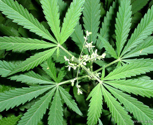 В заброшенной школе нашли гигантскую плантацию марихуаны  