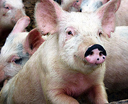 В ходе борьбы с болезнью в России уничтожены три сотни свиней  