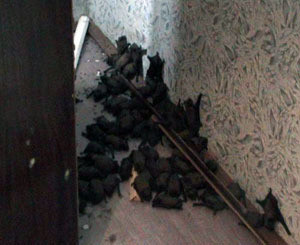 Жительница Черновцов нашла у себя за шкафом 74 летучие мыши  