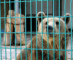 В Германии медведь едва не откусил туристу голову  