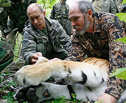 Пропала тигрица Путина  