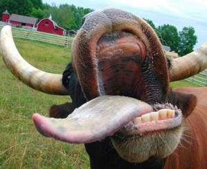 В Житомирской области взбесившаяся корова покусала двух мужчин 