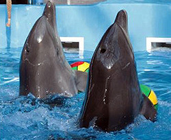 Киевский дельфинарий официально признан вне закона 