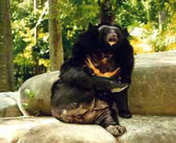 В киевском зоопарке умер уссурийский медведь 