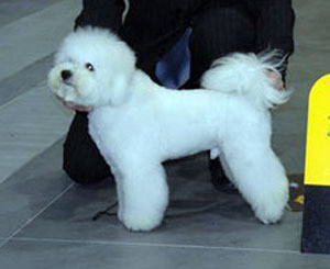 Лучшей собакой в Украине стал белоснежный бишон фризе 
