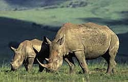 Чехия поделилась с Африкой носорогами 