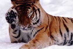 8 тигров и львица замерзли насмерть по дороге в Якутск 