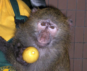 Киевских обезьян поят горячим чаем с лимоном 