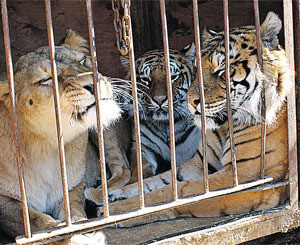 Семь цирковых тигров и львица погибли из-за пьянства дрессировщика 