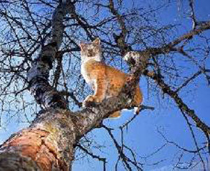 Киевские спасатели сняли с дерева кота, который мешал проводить экскурсии в Лавре  