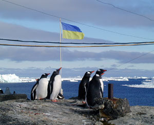 За выборами президента Украины в Антарктиде наблюдали пингвины 