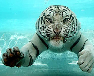 В зоопарках начали продавать усы тигров  