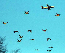 В Борисполе объявили войну птицам 