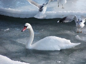 В Евпатории МЧСники отогрели лебедей, прикованных ко льду 