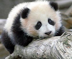Китай отдал панд в аренду Токио за миллион долларов 