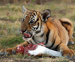 В Китайском зоопарке от недоедания умерли 11 тигров  