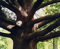 Экологи дадут 1000 гривен каждому, кто найдет 1000-летнее дерево 