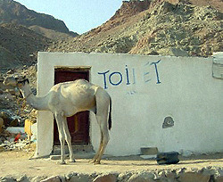Половина человечества до сих пор живет без туалетов 