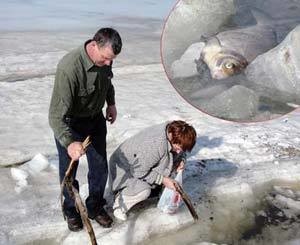 Киевляне продолжают собирать погибшую в водохранилище рыбу 