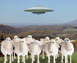 Британских овец атакуют пришельцы 