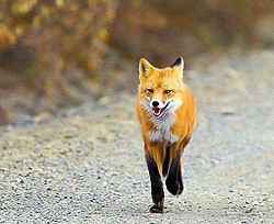 В пригороде Херсона вводят двухмесячный карантин из-за одной бешеной лисицы   