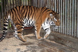 Тигрица Багира родила тройню 