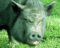 Вторник, 25 мая, - день Зеленой Свиньи 