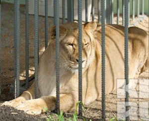 В Тамбовском зоопарке львица напала на девочку и затащила ее в клетку 