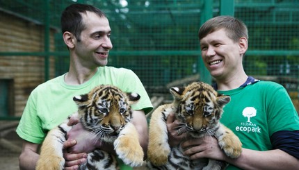 В Харькове похвастались новорожденными тигрятами