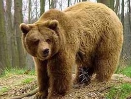 В Киевском зоопарке отметят День медведя