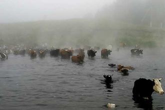 Чигиринские МЧСники спасли «севшую на мель» корову  