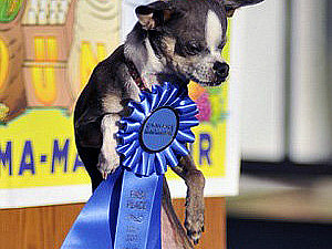 Самая уродливая в мире собака получила тысячу долларов
