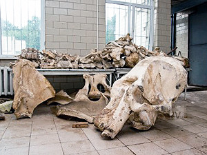 Останки слона Боя сварили, да так, что остались одни кости