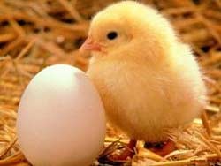 42: Наконец-то стало известно, что появилось первым – курица или яйцо 