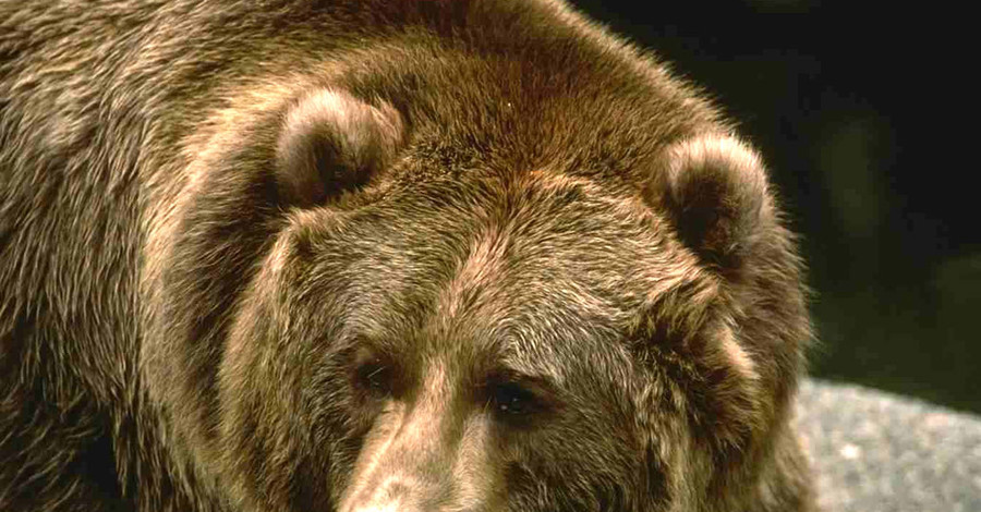 В Чечне на жизнь российского лейтенанта покусился медведь