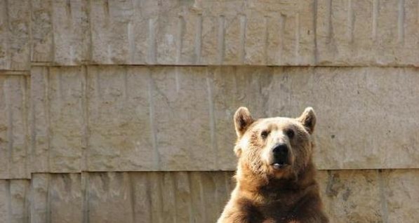 Больше всего от жары в зоопарках страдают медведи 