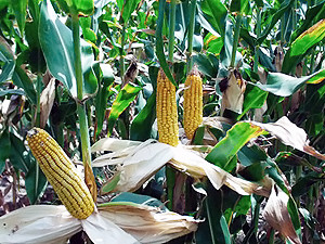 Немецкие фермеры извинились перед украинцами за «диоксиновую кукурузу»