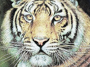 Вторник, 27 июля, - день Желтого Тигра