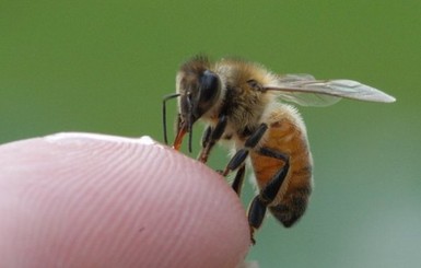Хворь и хандру прогонят пчелы