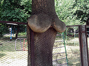 В Полтаве у дерева выросла грудь пятого размера